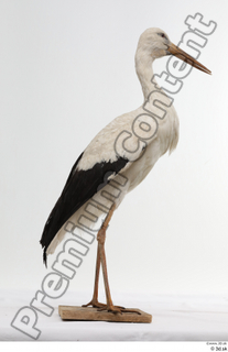 Black stork whole body 0004.jpg